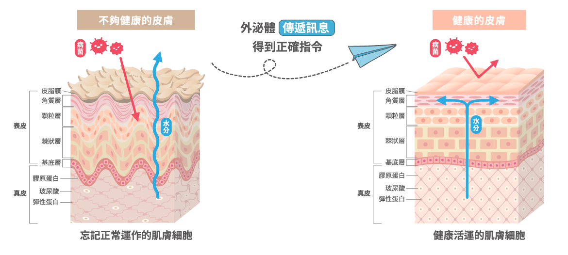 皮膚